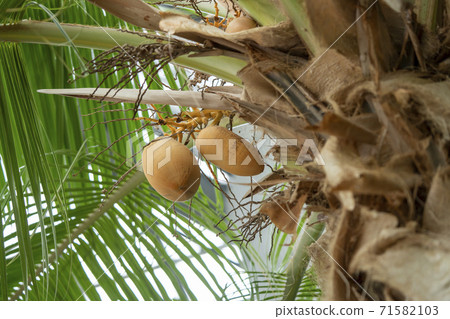 Coco palm Coco palm 71582103