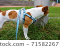 Jack Russell Terrier smells of utility pole markings during a walk 71582267
