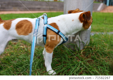 Jack Russell Terrier smells of utility pole markings during a walk Jack Russell Terrier smells of utility pole markings during a walk 71582267