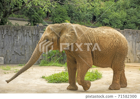 African elephant 71582300