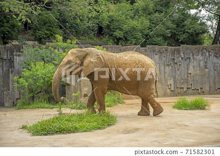 African elephant 71582301