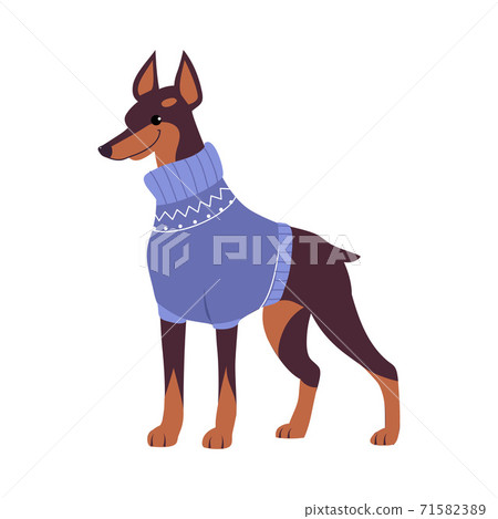 Cute Doberman Dog in Warm Winter Sweater, Symbol of Xmas and New Year, Happy Winter Holidays Concept Cartoon Style Vector Illustration 71582389