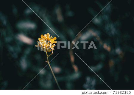 Close-up of an isolated bunch of small yellow flowers Close-up of an isolated bunch of small yellow flowers 71582390