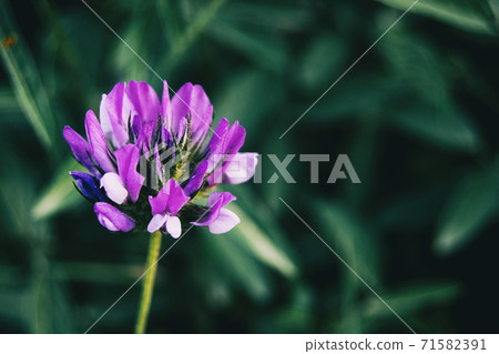 Macro of an isolated purple flower of bituminaria bituminosa Macro of an isolated purple flower of bituminaria bituminosa 71582391