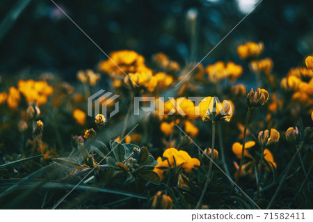 Close-up of some yellow flowers of medicago arborea 71582411