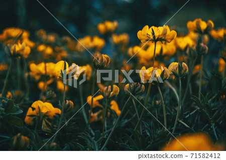 Close-up of some yellow flowers of medicago arborea growing Close-up of some yellow flowers of medicago arborea growing 71582412