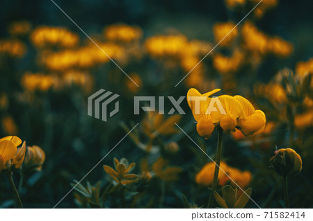 Close-up of a yellow flower of medicago arborea 71582414