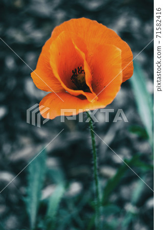 Detail of an isolated orange flower of papaver rhoeas Detail of an isolated orange flower of papaver rhoeas 71582416