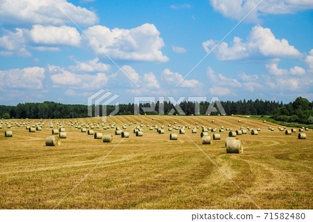 Haystack agriculture field landscape. Agriculture field hay stacks. Hay bale drying in the field at harvest time Haystack agriculture field landscape. Agriculture field hay stacks. Hay bale drying in the field at harvest time 71582480