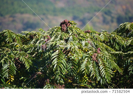 烏鴉張的果實 71582504