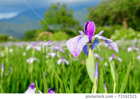 葫蘆A魚花園（新潟縣） 71582525
