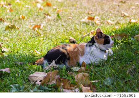 Sticky, domestic cat, cat, cute, photography, photo, chubby, grass 71582601