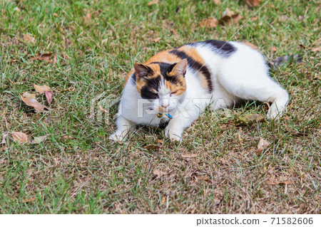 Sticky, domestic cat, cat, cute, photography, photo, chubby, grass 71582606