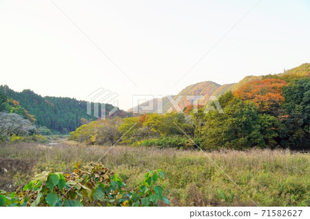 Autumn leaves Autumn leaves 71582627