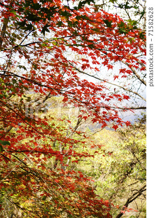 Autumn leaves at the foot of Mt. Amagi 71582628