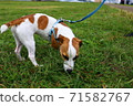 Jack Russell Terrier sniffing the ground while taking a walk 71582767