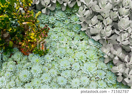 Green succulents Green succulents 71582787