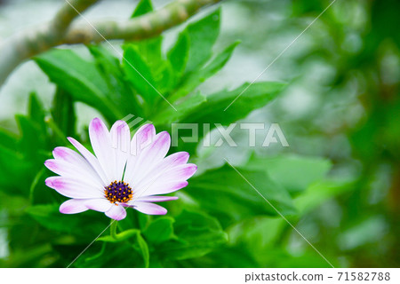 粉紅色的花朵 粉紅色的花朵 71582788