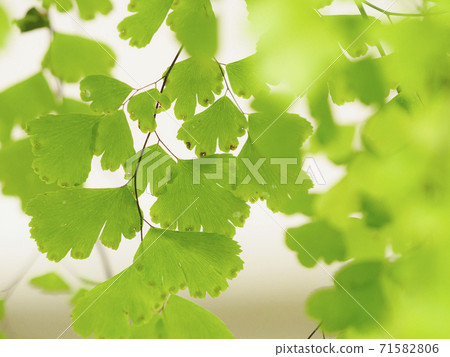 亞洲tam葉子對光透明(向上) 亞洲tam葉子對光透明(向上) 71582806