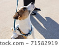 Jack Russell Terrier looking at the owner's face during a walk 71582919