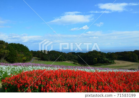 淡路島秋花場 71583199