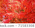 鮮紅的秋葉 71583308