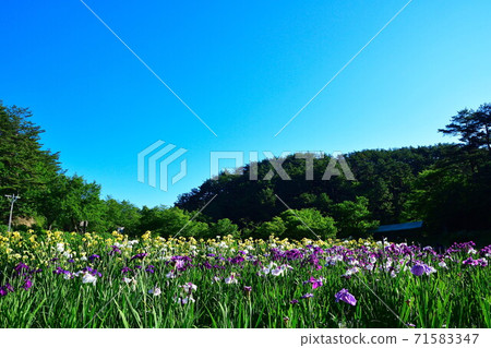 五十河野公園A庭花園（新潟縣） 71583347