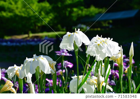 五十河野公園A庭花園（新潟縣） 71583348