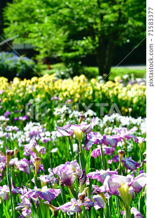 五十河野公園A庭花園(新潟縣) 五十河野公園A庭花園(新潟縣) 71583377