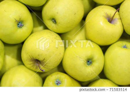Lots of yellow apples. Natural condition. Top view as background. Lots of yellow apples. Natural condition. Top view as background. 71583514