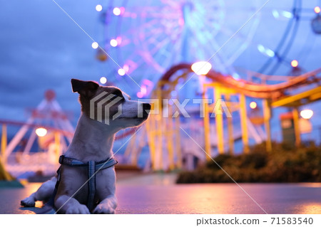 Jack Russell Terrier taking a walk in a rural amusement park at night 71583540