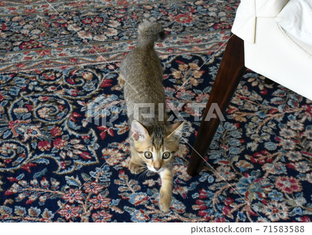 Kijitora kitten roaming the living room 71583588