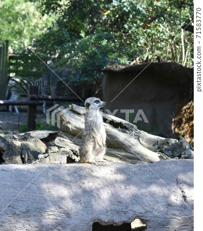 Meercat面對那邊 Meercat面對那邊 71583770