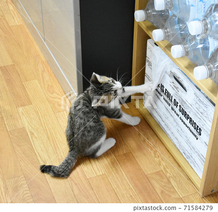 Sabatra kitten mischievous in a storage box stocking food in the kitchen Sabatra kitten mischievous in a storage box stocking food in the kitchen 71584279