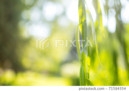 Natural green bright blur forest of sunny summer day. Defocus bokeh background. Natural green bright blur forest of sunny summer day. Defocus bokeh background. 71584354