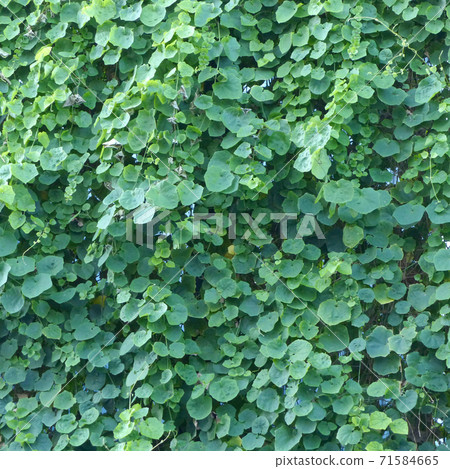 green leaves background green leaves background 71584665