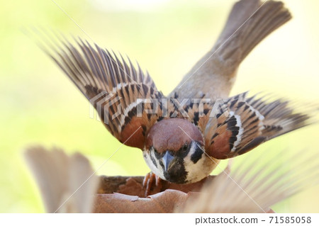 Parent birds of sparrows battle over feeding grounds Hina are waiting in the nest Parent birds of sparrows battle over feeding grounds Hina are waiting in the nest 71585058