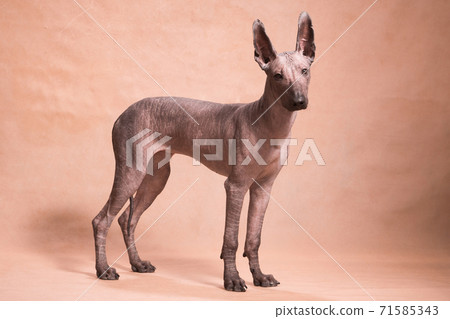 Xolo dog breed (Xoloitzcuintle, Mexican hairless) stands on a beige background 71585343