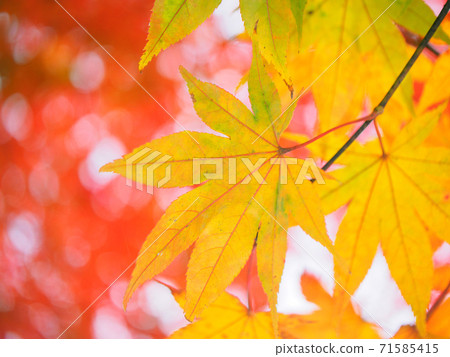 Maple leaves colored yellow (Red Suspension Bridge, Tochigi Prefecture) 71585415