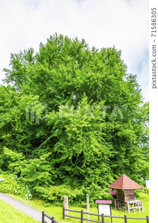 Kitakanegasawa's Great Ginkgo, Fukaura Town, Aomori Prefecture 71586305