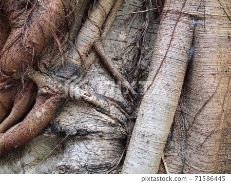 trunk of the tree trunk of the tree 71586445