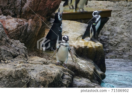 Magellanic penguins, Joetsu city, Niigata prefecture, Japan Magellanic penguins, Joetsu city, Niigata prefecture, Japan 71586902