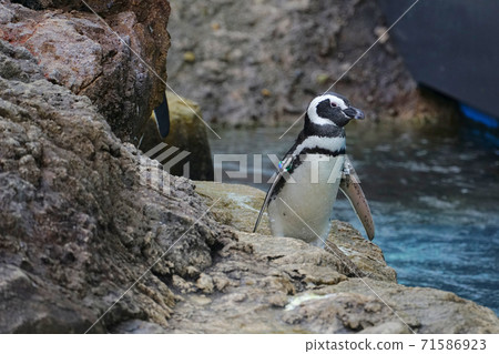 Magellanic penguins, Joetsu city, Niigata prefecture, Japan 71586923