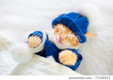 Baby cat in sweater and hat. Kitten sleeping. Baby cat in sweater and hat. Kitten sleeping. 71586972