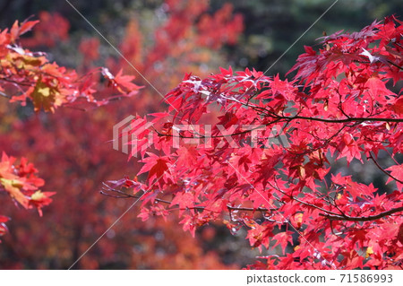 秋天的樹葉 秋天的樹葉 71586993