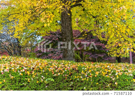 Yamagata Prefectural Sports Park Fallen Leaves Tendo City, Yamagata Prefecture Yamagata Prefectural Sports Park Fallen Leaves Tendo City, Yamagata Prefecture 71587110