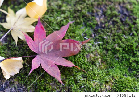 Yamagata Prefectural Sports Park Fallen Leaves Tendo City, Yamagata Prefecture Yamagata Prefectural Sports Park Fallen Leaves Tendo City, Yamagata Prefecture 71587112