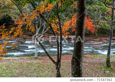游水鄉秋葉之景 游水鄉秋葉之景 71587362