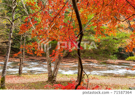 游水鄉秋葉之景 游水鄉秋葉之景 71587364