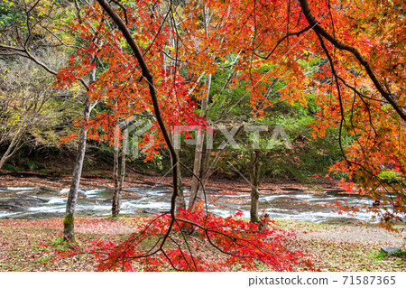 游水鄉秋葉之景 游水鄉秋葉之景 71587365